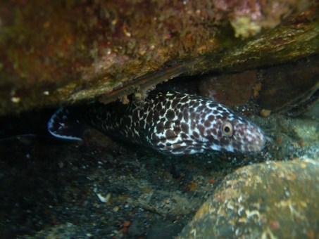 Spotted Moray Eel by Angelitos 
